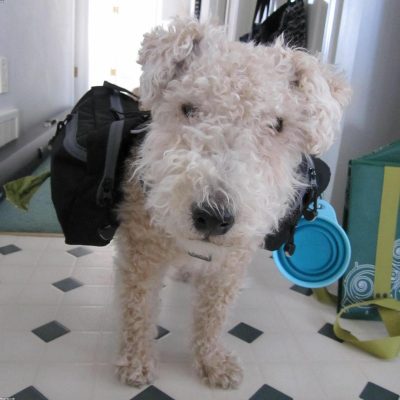 Wildcrest Pet Studio Travel Dog Crate Series 3 Series 0067